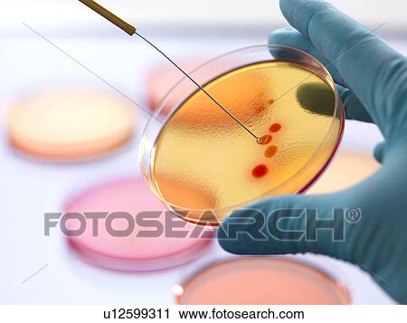 Stock Image - Close up of male scientist hand inoculating an agar plates with bacteria in microbiology lab. Fotosearch