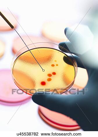Stock Image - Close up of male scientist hand inoculating a series of agar plates with bacteria in microbiology lab. Fotosearch