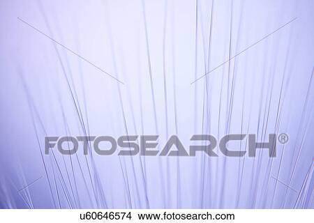 Picture - Close up of rows of illuminated fiber optic light strands. Fotosearch