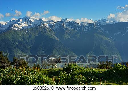 Stock Image - Cow grazing in meadows, Mazeri village, Svaneti, Georgia. Fotosearch