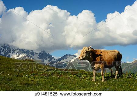 Cow grazing on hillside, Mazeri village, Svaneti, Georgia View Large Photo Image Stock Photography - Cow grazing on hillside, Mazeri village, Svaneti, Georgia. Fotosearch