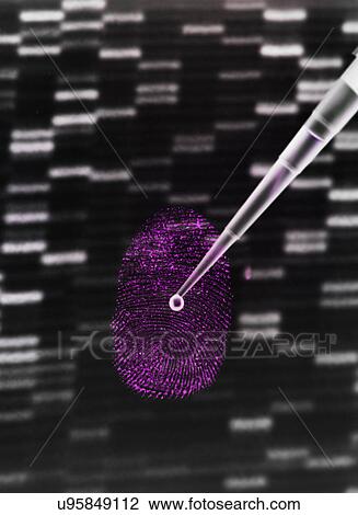 DNA sample being pipetted onto human fingerprint and DNA gel to illustrate genetic engineering View Large Photo Image Stock Image - DNA sample being pipetted onto human fingerprint and DNA gel to illustrate genetic engineering. Fotosearch