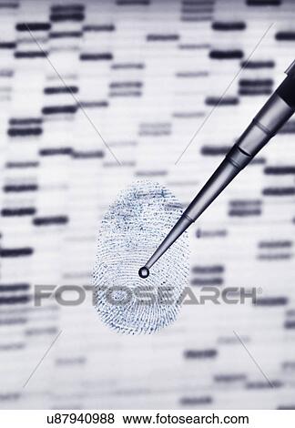Stock Photo - DNA sample being pipetted onto human fingerprint and DNA gel illustrating genetic engineering. Fotosearch
