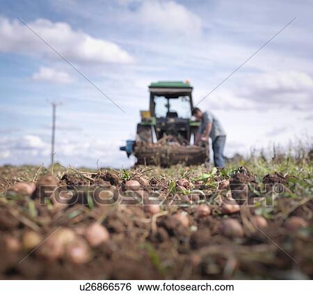 Farmer and tractor in field of organic potatoes View Large Photo Image Stock Photograph - Farmer and tractor in field of organic potatoes. Fotosearch