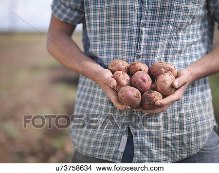 Farmer holding crop of organic potatoes, close up View Large Photo Image Picture - Farmer holding crop of organic potatoes, close up. Fotosearch