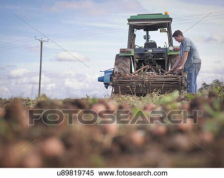 Farmer sorting crop of organic potatoes View Large Photo Image Stock Photography - Farmer sorting crop of organic potatoes. Fotosearch