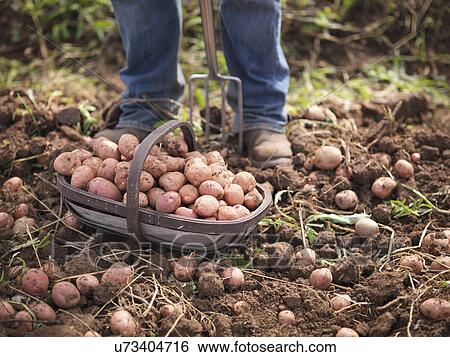 Farmer with basket of organic potatoes View Large Photo Image Stock Photograph - Farmer with basket of organic potatoes. Fotosearch
