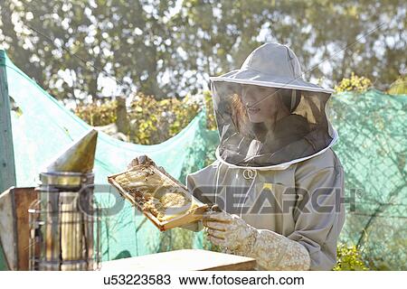Stock Image - Female beekeeper looking at honeycomb tray on city allotment. Fotosearch