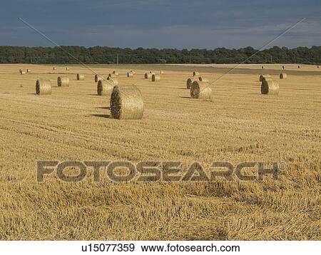Harvested wheat field with haystacks View Large Photo Image Stock Photo - Harvested wheat field with haystacks. Fotosearch