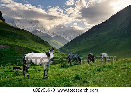 Horses grazing in valley, Ushguli village, Svaneti, Georgia View Large Photo Image Stock Image - Horses grazing in valley, Ushguli village, Svaneti, Georgia. Fotosearch
