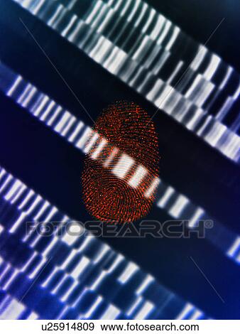 Human fingerprint placed on DNA gel illustrating genetic engineering View Large Photo Image Stock Photo - Human fingerprint placed on DNA gel illustrating genetic engineering. Fotosearch