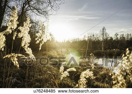 Landscape of reeds on riverbank at dawn View Large Photo Image Stock Photography - Landscape of reeds on riverbank at dawn. Fotosearch