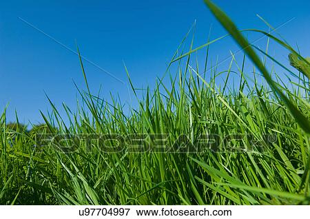 Stock Photo - Low angle close up of green grass and blue sky. Fotosearch
