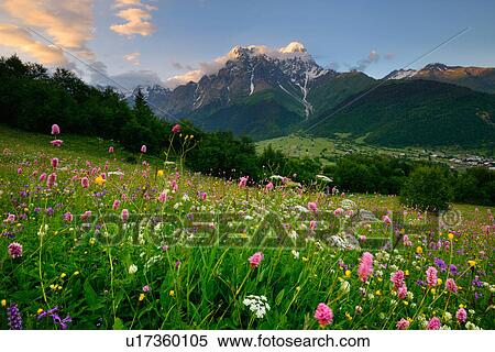 Meadow with wildflowers, Mazeri village, Svaneti, Georgia View Large Photo Image Stock Photography - Meadow with wildflowers, Mazeri village, Svaneti, Georgia. Fotosearch