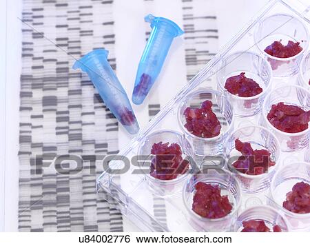 Stock Photograph - Meat samples being DNA tested in food standards laboratory. Fotosearch