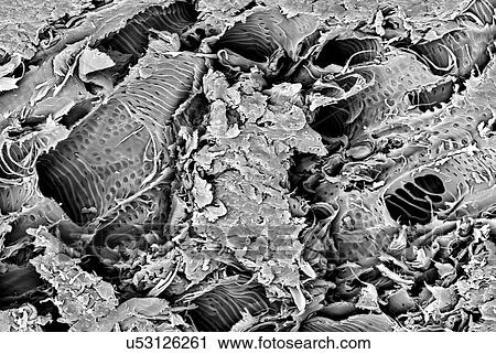 Stock Image - Micro structure from a fracture of Lacewood, imaged in a scanning electron microscope. Fotosearch