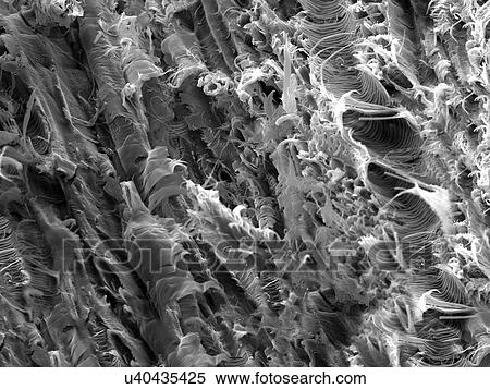 Stock Photography - Micro structure from a fracture of Lacewood, imaged in a scanning electron microscope. Fotosearch
