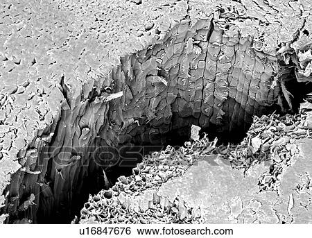 Stock Photograph - Micro structure of a fracture of Lacewood, imaged in a scanning electron microscope. Fotosearch
