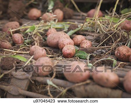 Organic potatoes in harvesting machine, close up View Large Photo Image Stock Image - Organic potatoes in harvesting machine, close up. Fotosearch