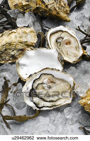 Stock Image - Oysters and seaweed on ice. Fotosearch