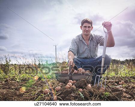 Stock Image - Portrait of farmer with basket of organic potatoes. Fotosearch