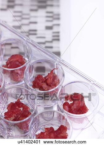 Samples of meat being DNA tested in food standards laboratory View Large Photo Image Stock Image - Samples of meat being DNA tested in food standards laboratory. Fotosearch