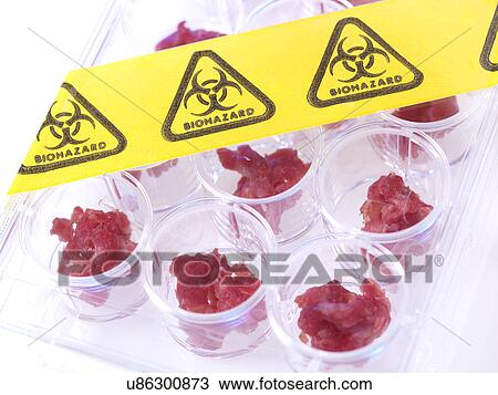 Stock Image - Samples of meat being tested in food standards laboratory. Fotosearch