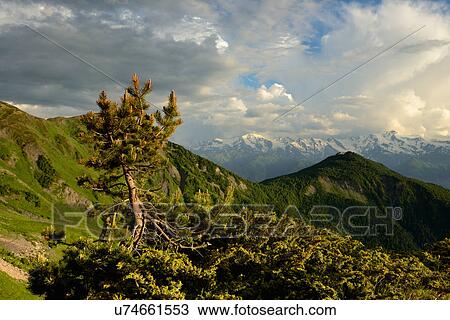 Trees and mountains, Svaneti, Georgia View Large Photo Image Stock Image - Trees and mountains, Svaneti, Georgia. Fotosearch