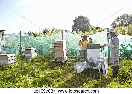 Stock Photo - Two female beekeepers working on city allotment. Fotosearch