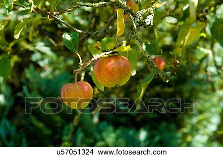 Two ripe apples on tree in fruit orchard View Large Photo Image Picture - Two ripe apples on tree in fruit orchard. Fotosearch
