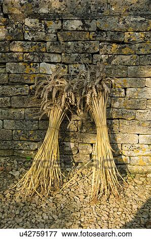 Stock Photo - Two sheaves of wheat leaning against stone wall. Fotosearch