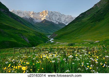 View of wildflower meadow and Shkhara mountain, Ushguli village, Svaneti, Georgia View Large Photo Image Picture - View of wildflower meadow and Shkhara mountain, Ushguli village, Svaneti, Georgia. Fotosearch