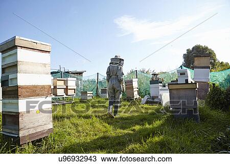 Stock Image - Women beekeepers working on city allotment. Fotosearch