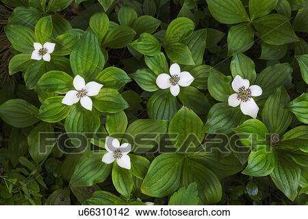 Stock Image - Close-up of white flowers with green leaves. Fotosearch