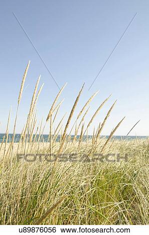 Close-up shot of stems of marram grass with sandy beach in background View Large Photo Image Stock Photograph - Close-up shot of stems of marram grass with sandy beach in background . Fotosearch