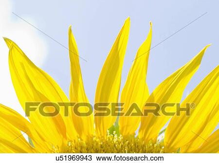 Stock Image - Close-up view of sunflower petals. Fotosearch