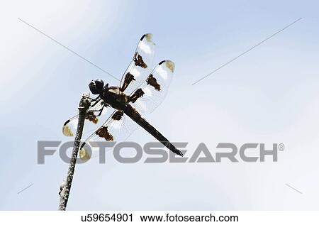 Dragonfly perching on branch View Large Photo Image Stock Image - Dragonfly perching on branch. Fotosearch