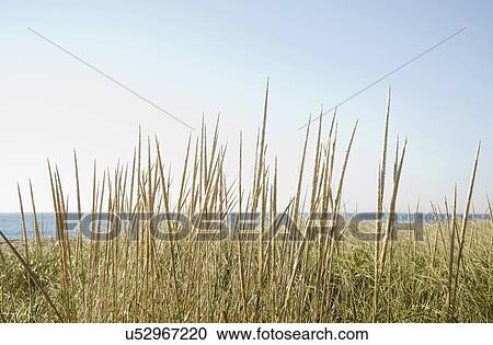 Dune grass on beach View Large Photo Image Stock Image - Dune grass on beach. Fotosearch