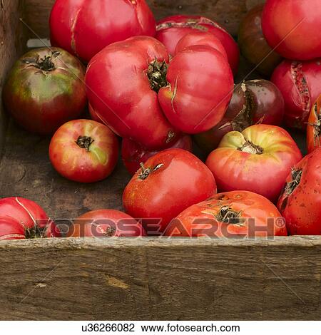 Heirloom tomatoes in crate View Large Photo Image Stock Image - Heirloom tomatoes in crate. Fotosearch