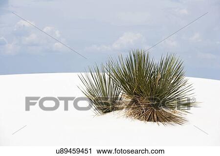 Stock Image - Landscape of sand dunes and plant. Fotosearch