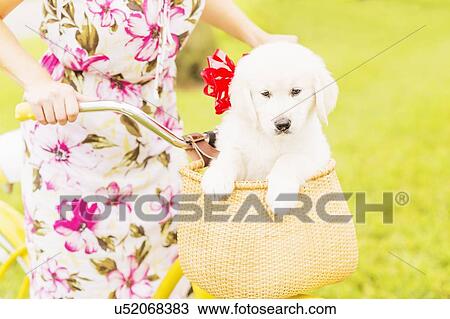 Mid-section shot of woman wearing dress driving bicycle with white puppy sitting in basket View Large Photo Image Stock Image - Mid-section shot of woman wearing dress driving bicycle with white puppy sitting in basket . Fotosearch