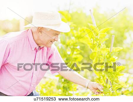Portrait of senior man touching plant leaf in garden View Large Photo Image Stock Image - Portrait of senior man touching plant leaf in garden. Fotosearch