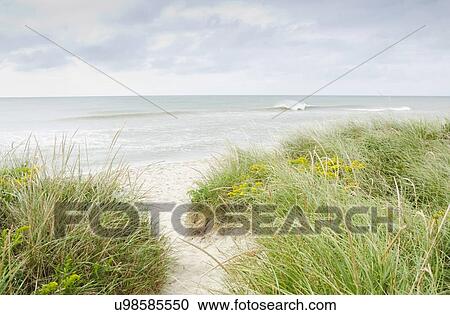 Stock Image - Sandy beach overgrown with marram grass. Fotosearch