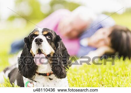Smiling couple with dog lying in grass View Large Photo Image Stock Photograph - Smiling couple with dog lying in grass. Fotosearch