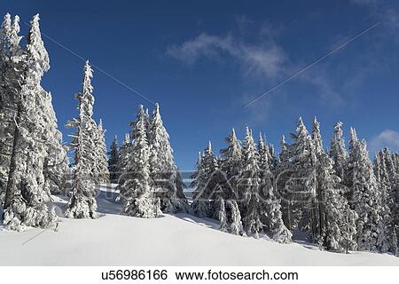 Stock Photograph - Snowcapped coniferous trees on hill. Fotosearch