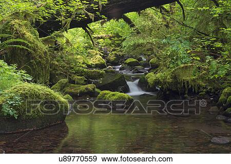 Stock Photo - Steam and green forest. Fotosearch