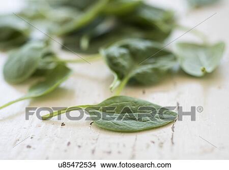 Picture - Studio shot of baby spinach. Fotosearch