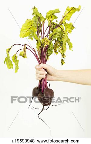 Stock Photo - Studio shot of female hand holding bunch of beetroots. Fotosearch