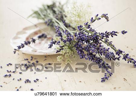 Stock Image - Studio shot of lavender flowers. Fotosearch