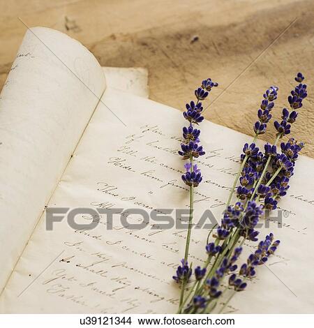 Studio shot of lavender on antique handwriting View Large Photo Image Picture - Studio shot of lavender on antique handwriting. Fotosearch